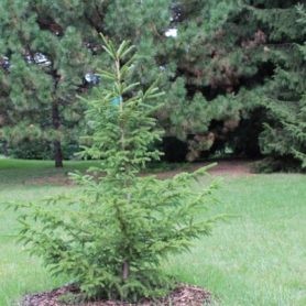 Young Japanese white pine