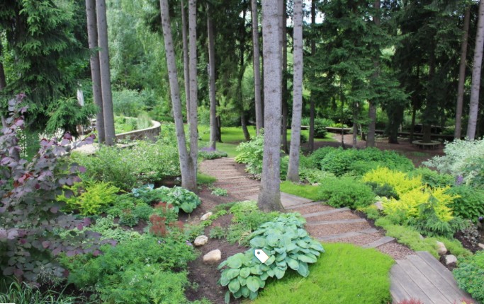 Young-pine-trees-create-a-blend-of-shade-and-sun-in-a-beautiful-outdoor-garden