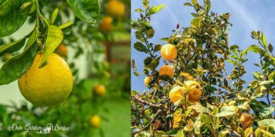 10 Best Lemon Tree Fertilizers in 2023 – (A Complete Growing Guide)