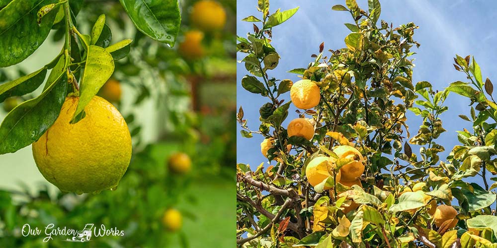 best lemon tree fertilizer