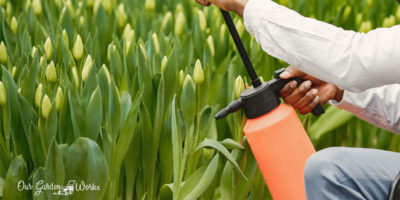 Tulip Care: How Often Do You Water Tulips?