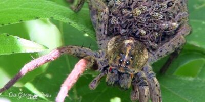 How To Kill Wolf Spiders and Keep Them Out For Good