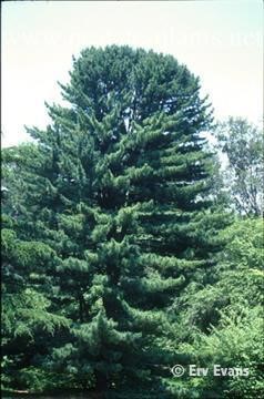 silveray Korean pine