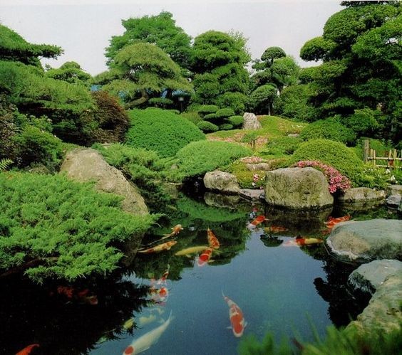 A Japanese garden full of high-value koi fishes like Ginrin, Tancho, and S Legend (Kōhaku).
