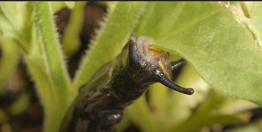 A black slug eating the leaves of petunia.