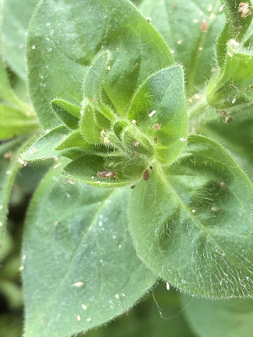 A combination of aphids and spider mite infestation.