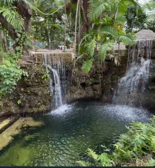 A deeply excavated koi pond to create 
a high drop-off point for the waterfalls. 
