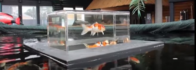 A floating glass koi viewer