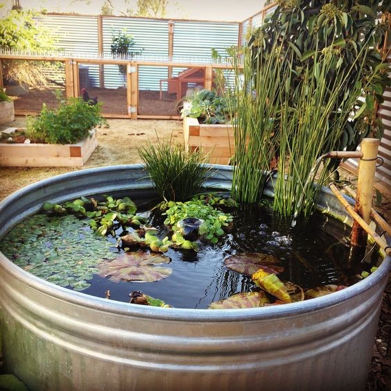 A galvanized tub used as a koi pond in a vegetable garden.
