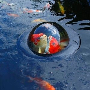 A glass sphere that magnifies the koi fishes. 