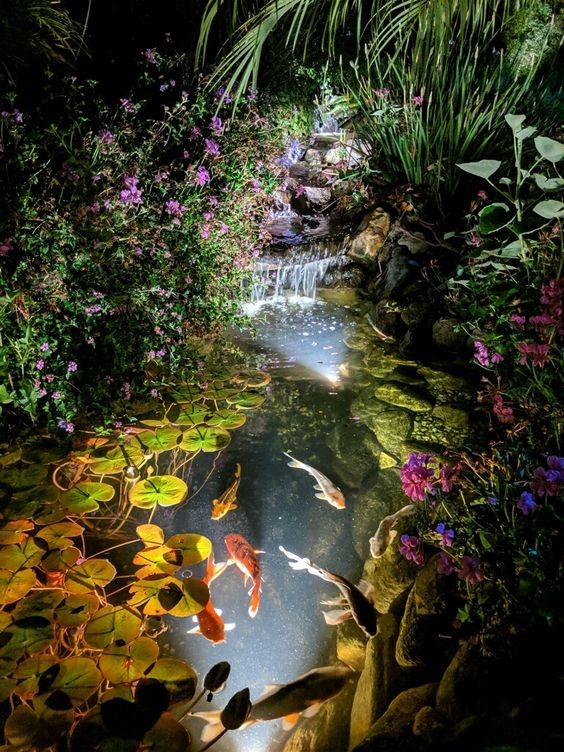 A hybrid koi pond design