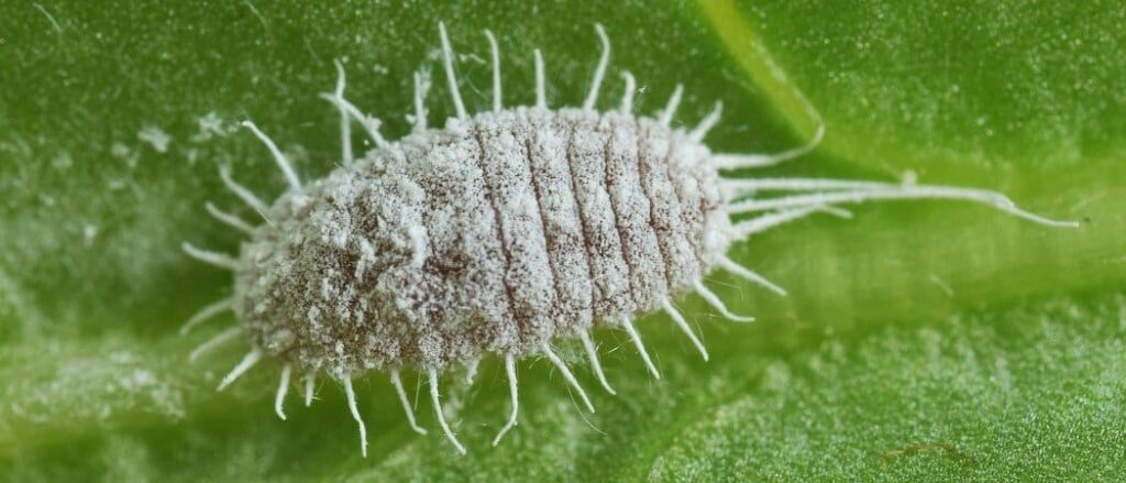 A mealybug