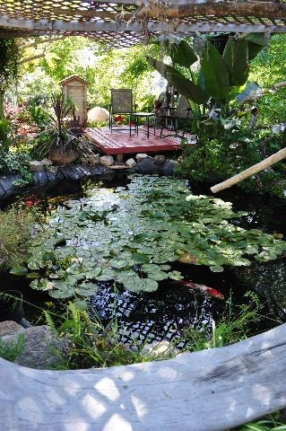 A mini koi pond next to a simple 
viewing deck covered with a protective net.
