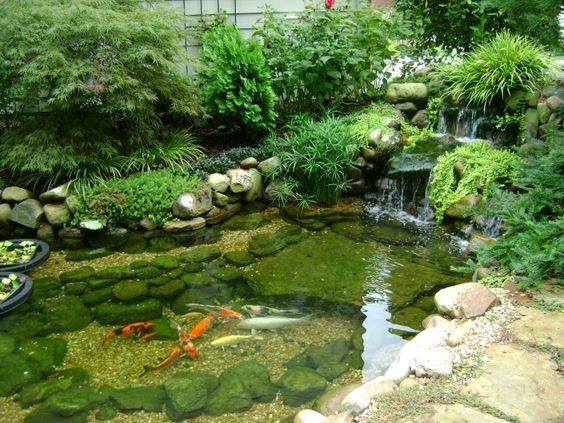 A no-liner koi pond is hard to achieve but it looks like a natural water garden. 