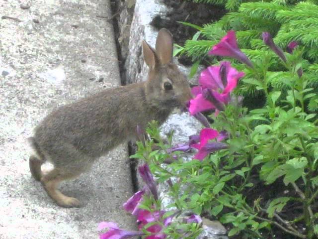 A rabbit caught in the act of eating petunias.
