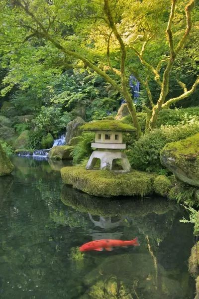 A serene Japanese moss garden with
 a lone Doitsu Kujaku koi fish. 
