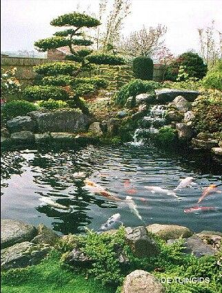 A simple koi pond with a more minimalistic approach 