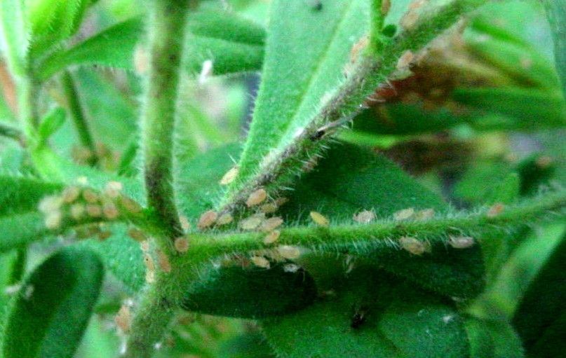 Aphids on petunias