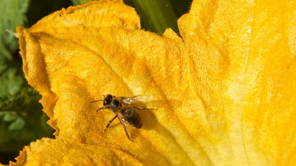 Bee on a pumpkin flower.