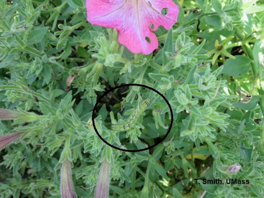 Budworms on petunias