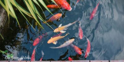 91 Creative Koi Pond Ideas For a Refreshing Yard Experience