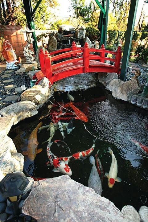 The bridge above the koi pond 