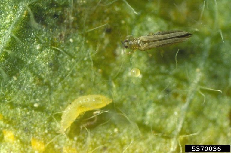 Thrips on petunias