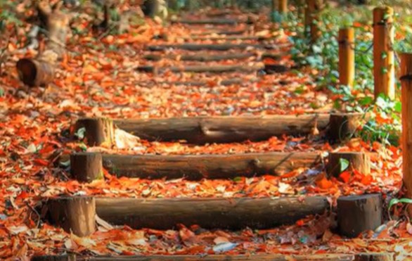 A pathway in the woods