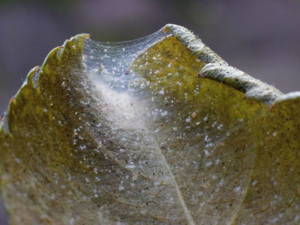 Web of spider mites