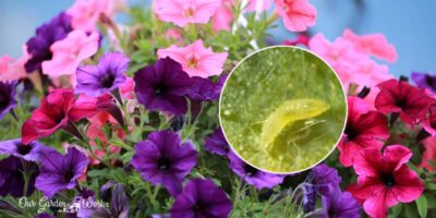 Be On The Lookout: What Is Eating My Petunias & How To Save My Plants