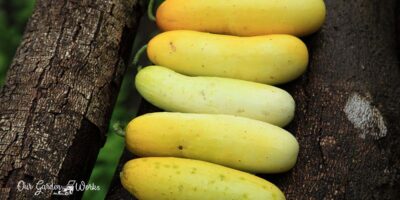 Why Are My Cucumbers Turning Yellow?: 8 Possible Reasons & How To Fix Them