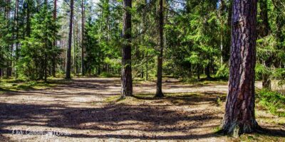 10 Best Fertilizers For Pine Trees & Tips On Pine Tree Care (in 2023)