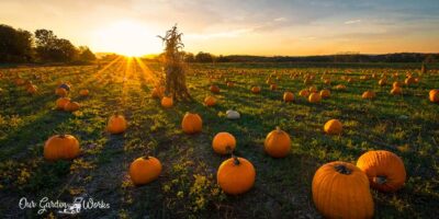 Pumpkin Care: Do Pumpkins Need Full Sun?