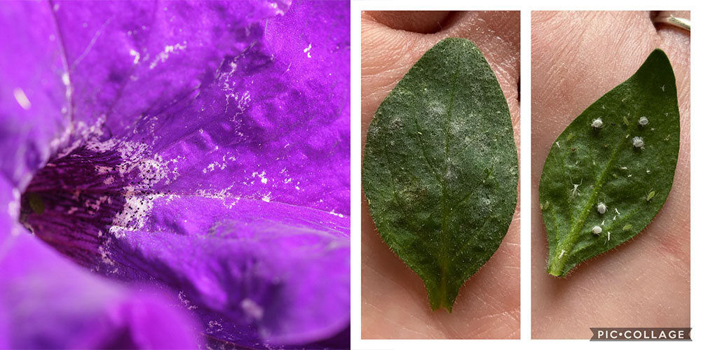 Thrip and mealybug damage on petunias.