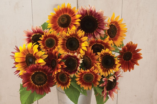 Autumn beauty sunflowers