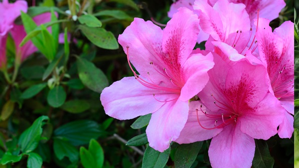 Azalea contains toxins that can cause heart failure in cats. 
