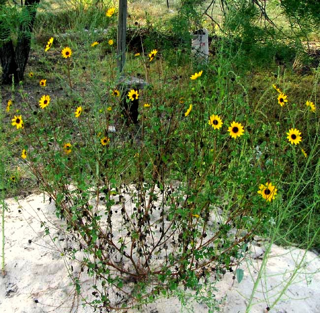 Beach Sunflower Soluna Lemon