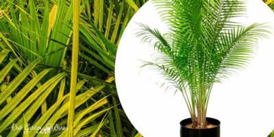 10 Best Fertilizers For Majesty Palms For Healthy & Lush Green Tropical Plant (2023)
