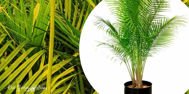 Top 10 Best Fertilizers for Majesty Palms in 2026(Healthy, Green Growth)