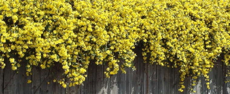 Carolina Jessamine.