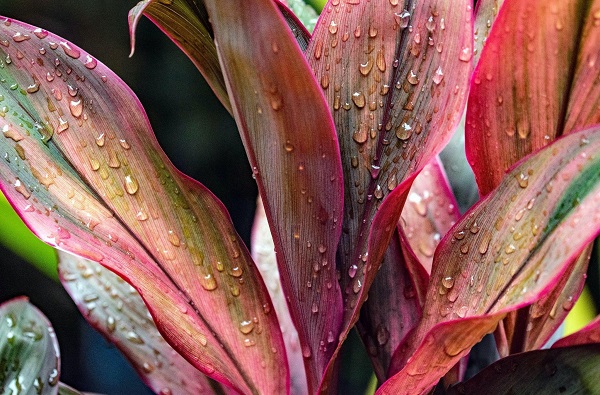 Crotons