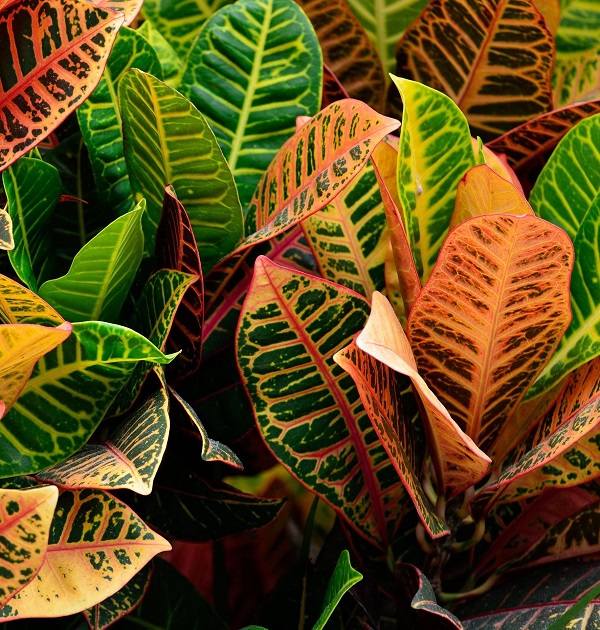 Crotons