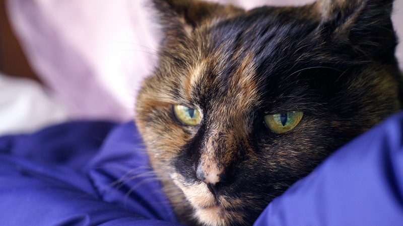 Dehydrated cat due to peace lily poisoning.