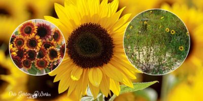 Sunflower Care: Do Sunflowers Grow Back Every Growing Season?
