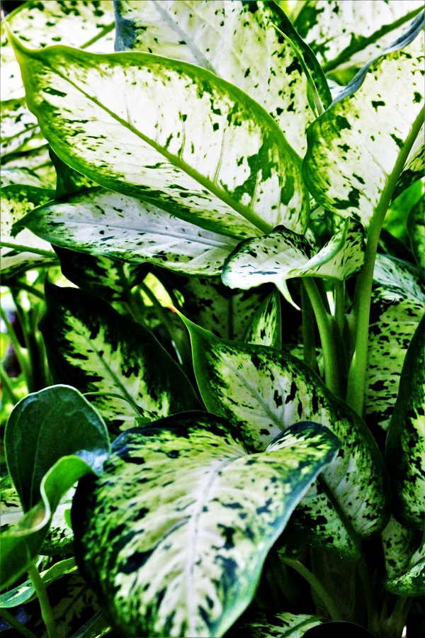 Dumb Cane Plant
