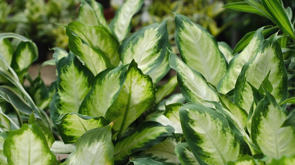 Dumb cane plant