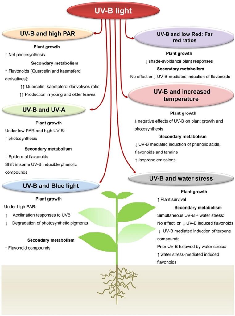 Effects of UV-B in plants.
