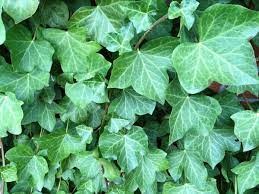 English Ivy.