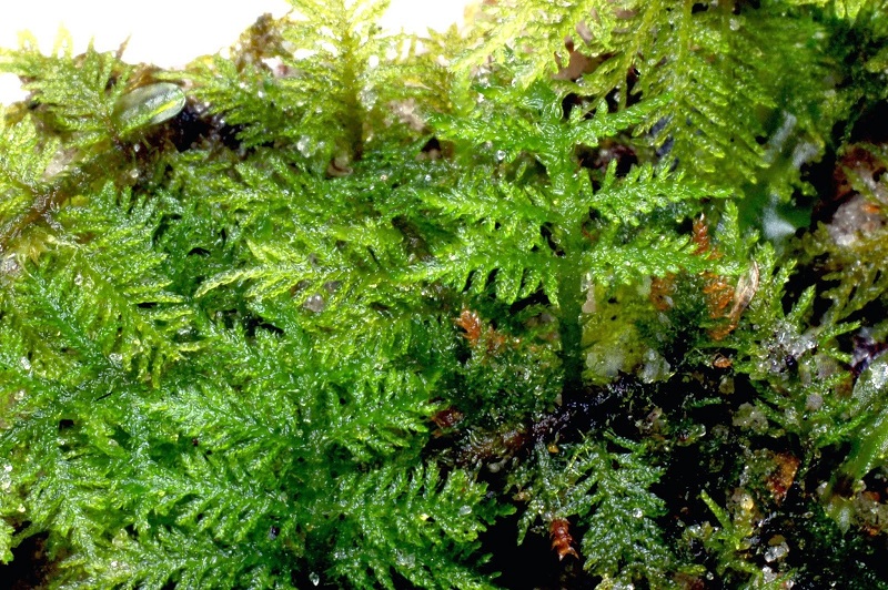 Fern moss