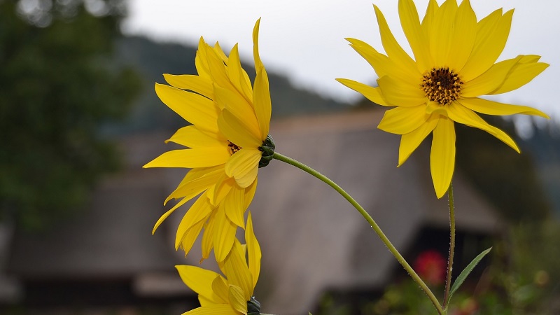 Giant sunflower (Helianthus giganteus)